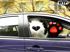 Hot Ride With Hot Girl, Horny Guys And A Teddy Bear Panda
